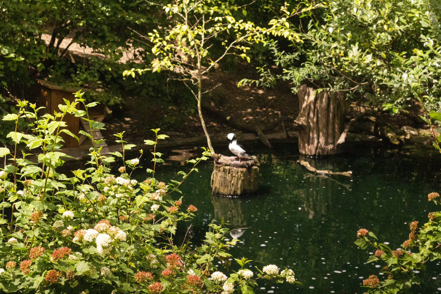 duck in a pond