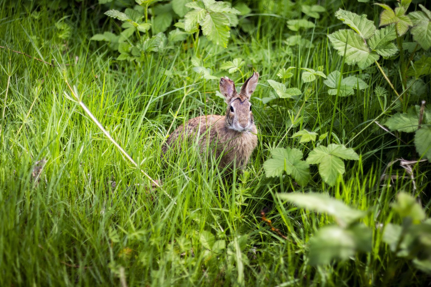 rabbit in grass