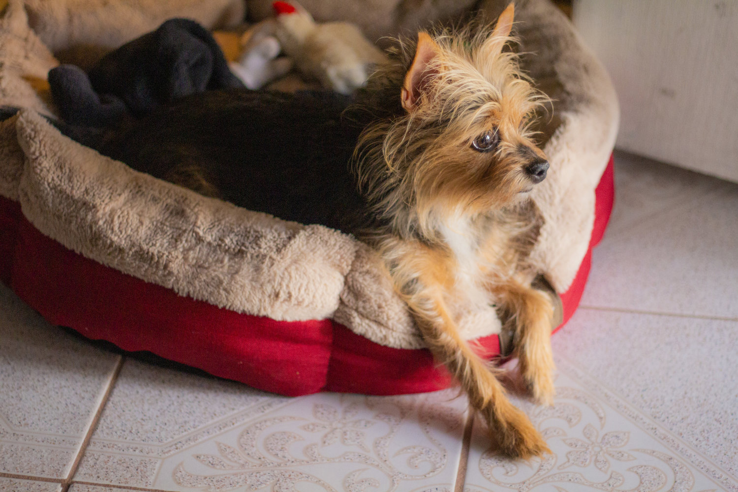 dog in a dog bed