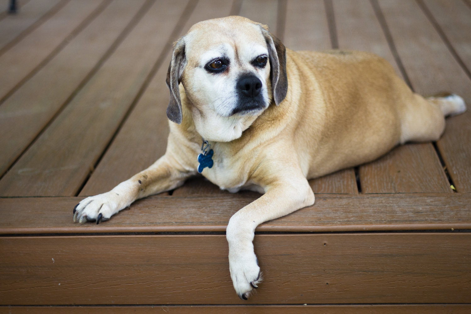 brown dog on porch