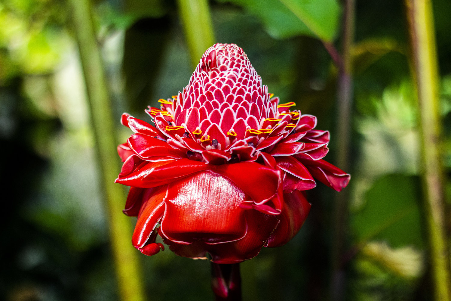 bright red flower