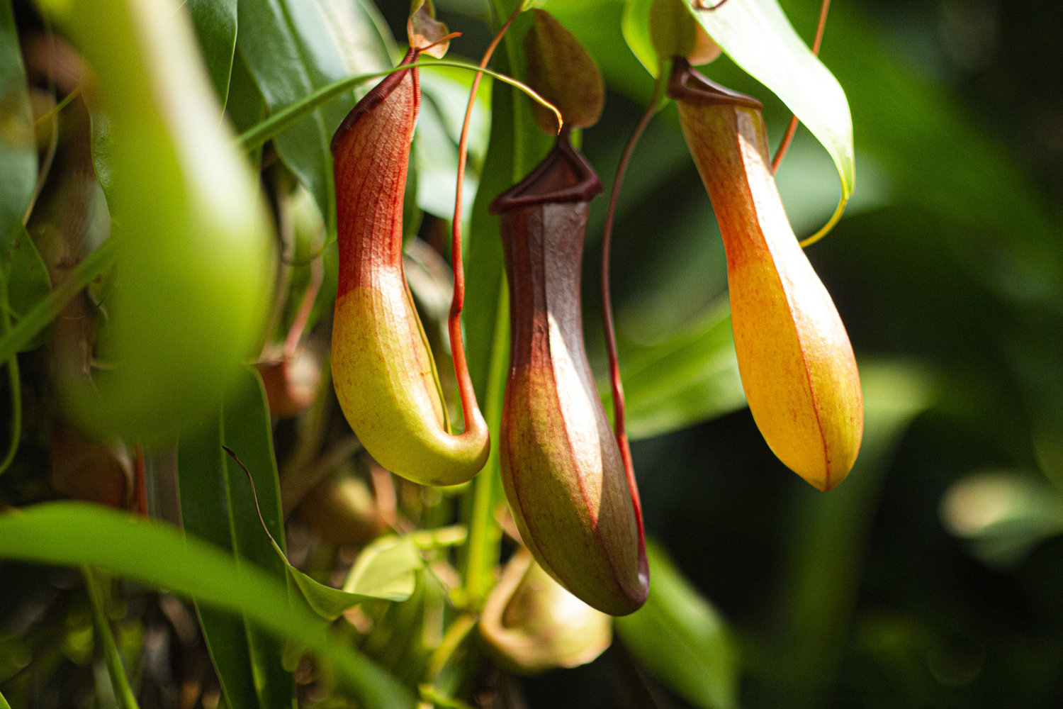 pitcer plant