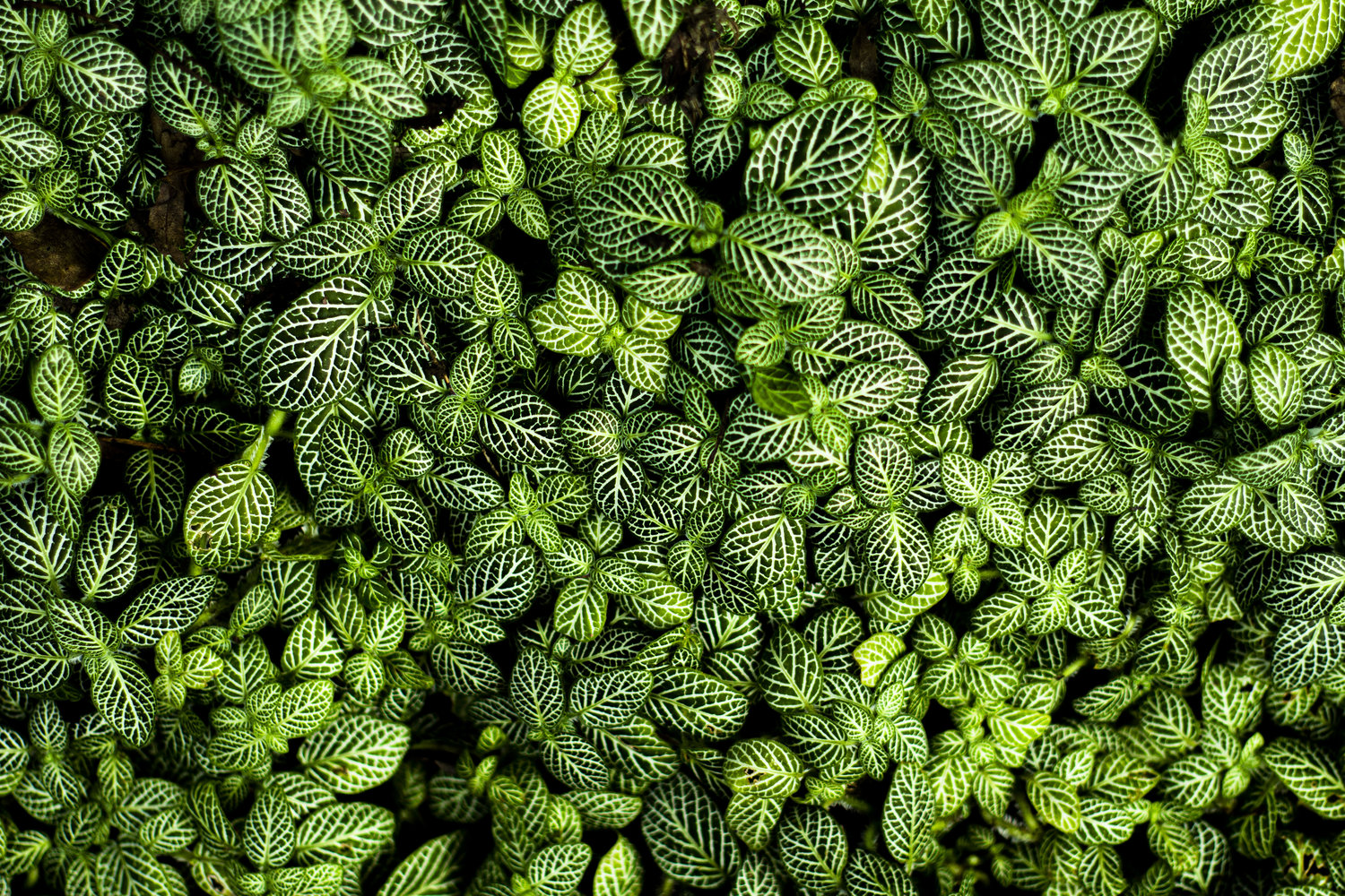 white and green leaf foliage
