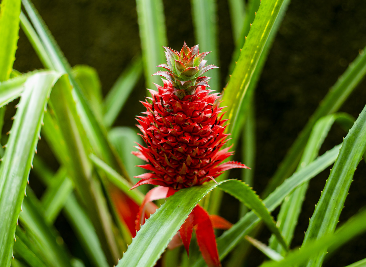 pineapple on plant blooming