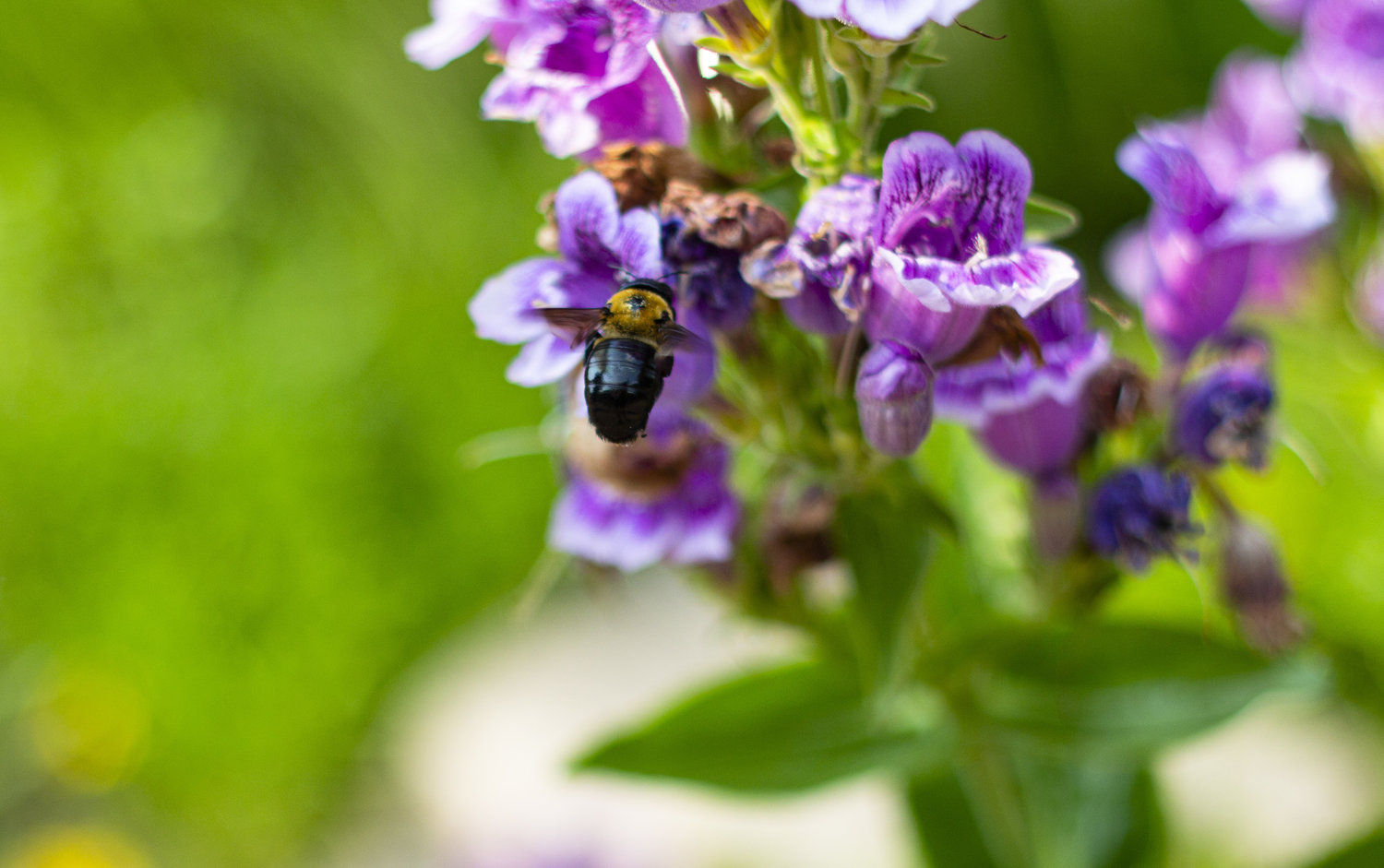 bee at a flower
