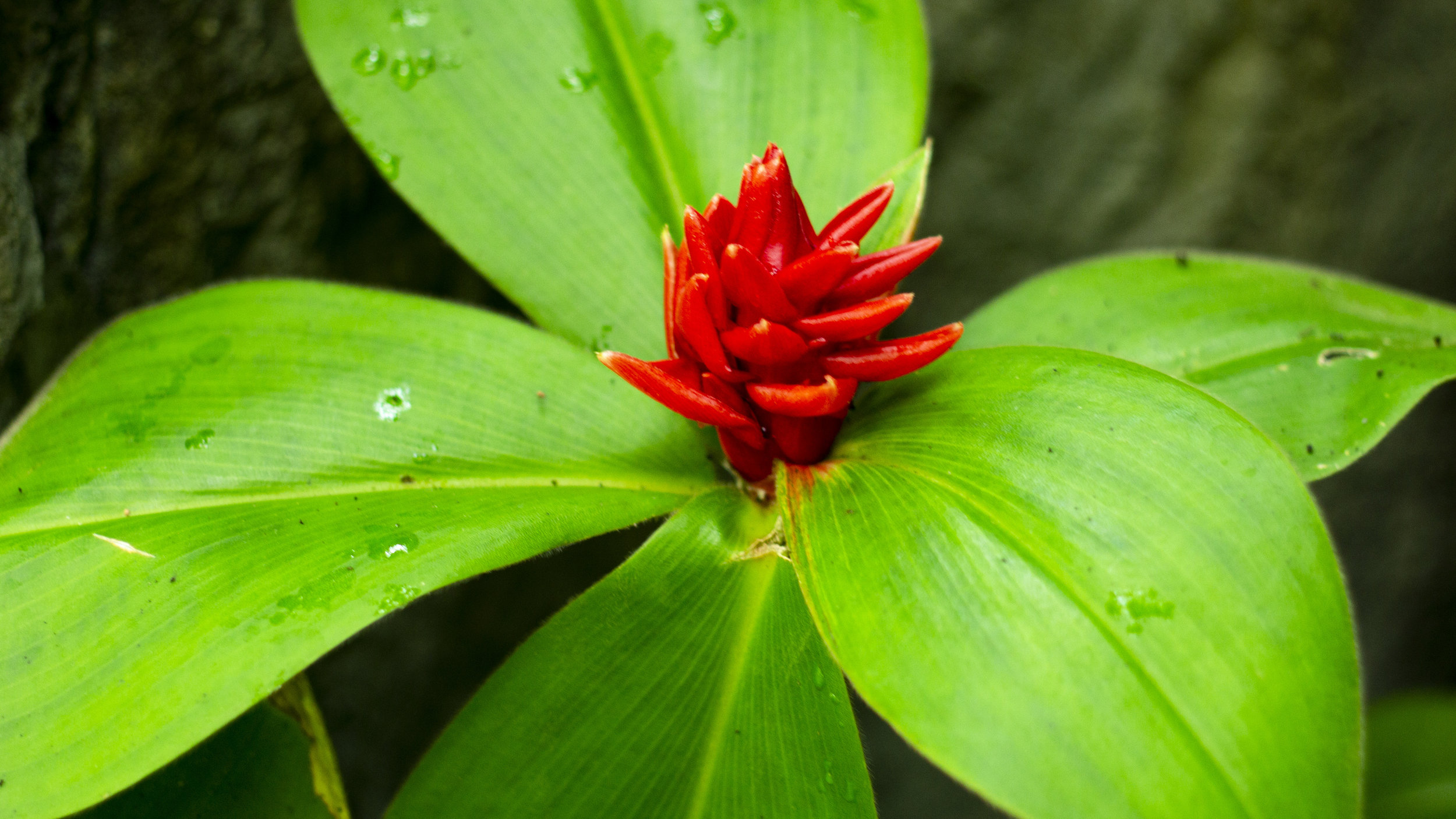 green plant with red center