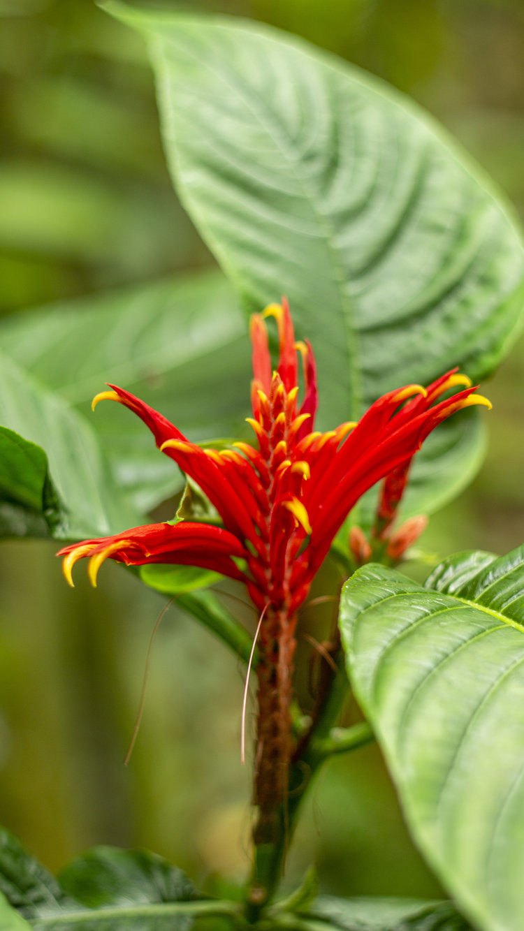 red flower