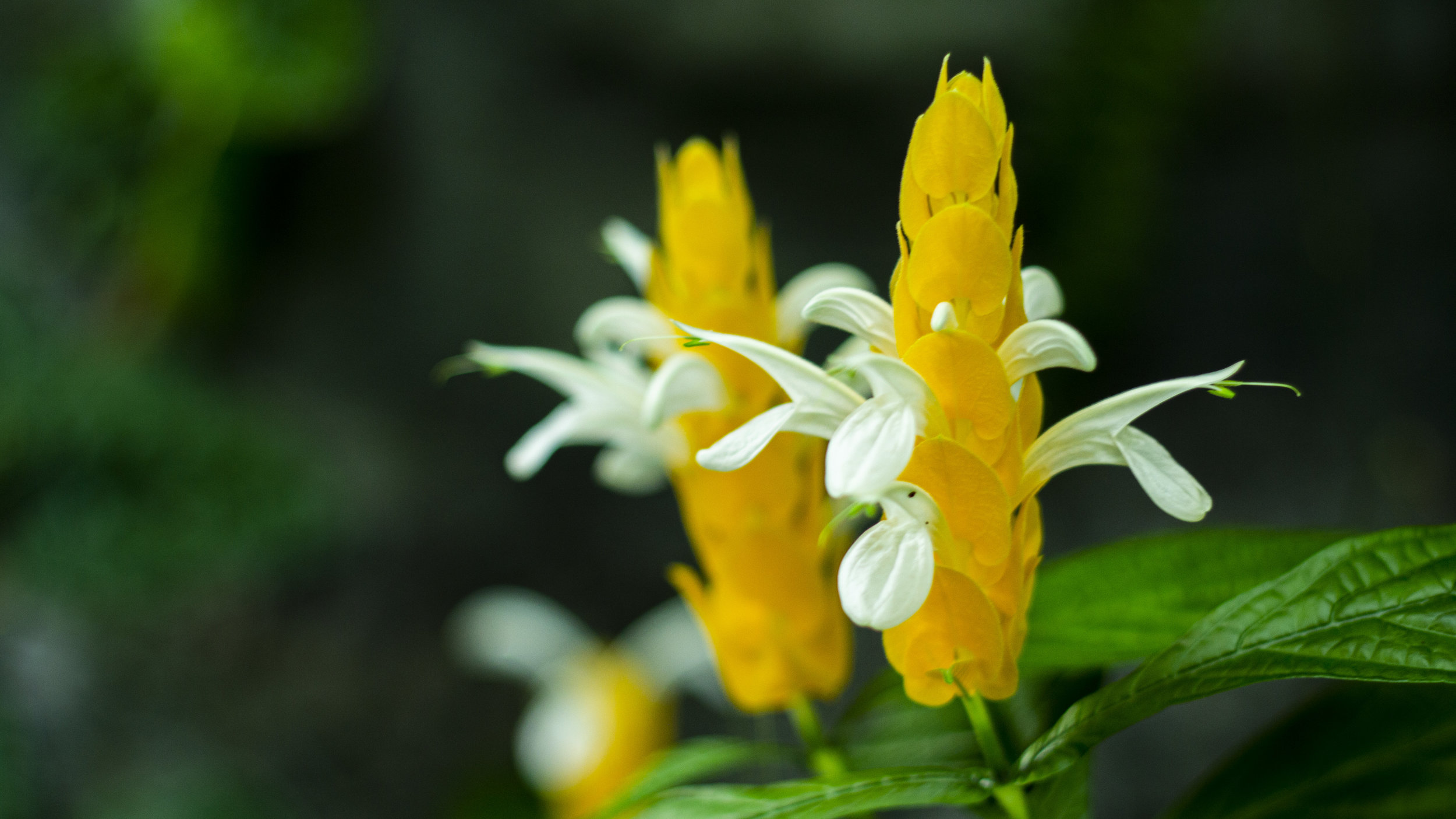 yellow flower with white tips