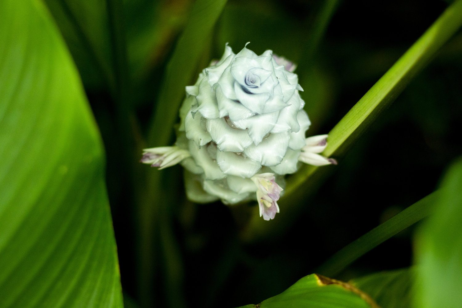 white flower