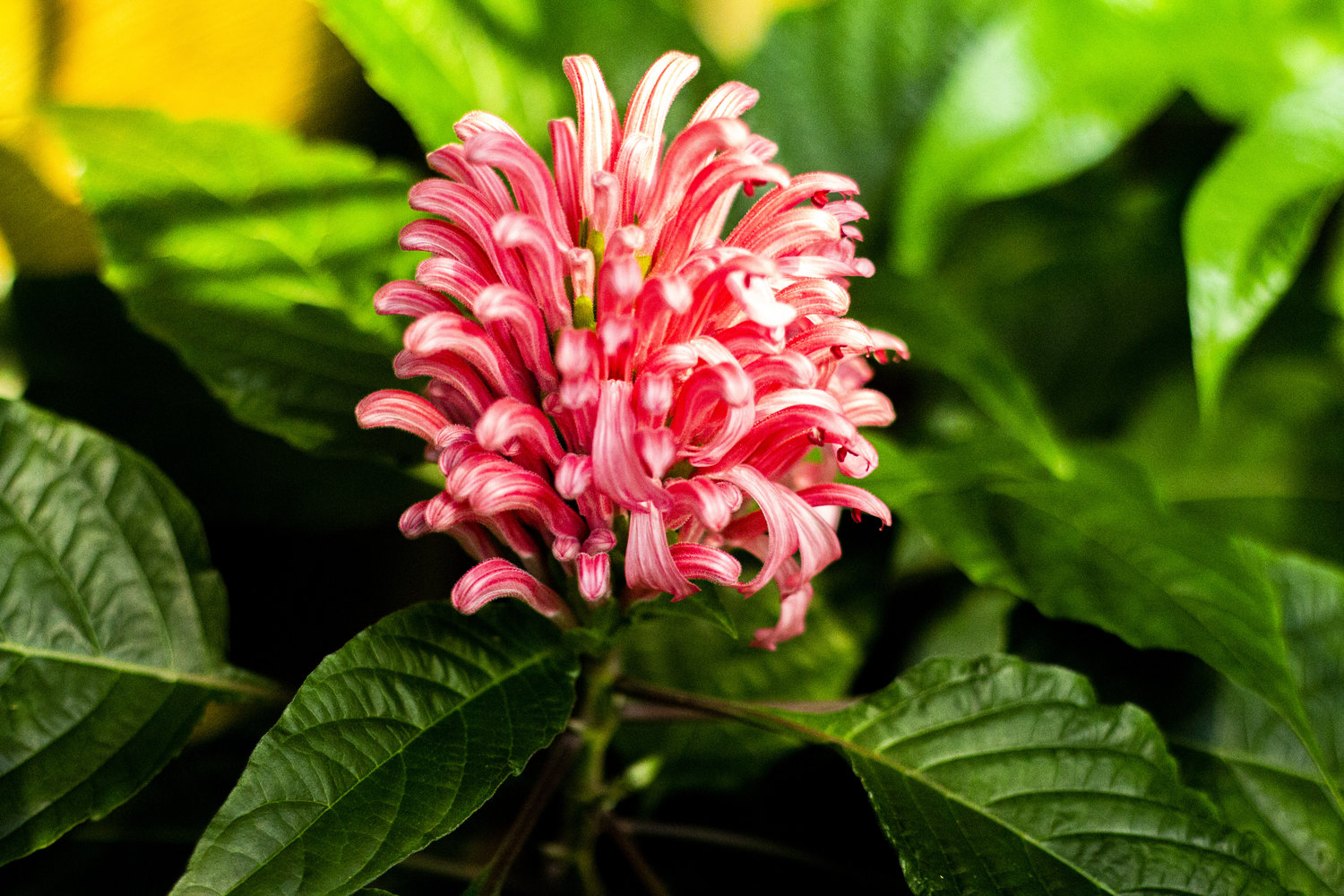 ping and white flower
