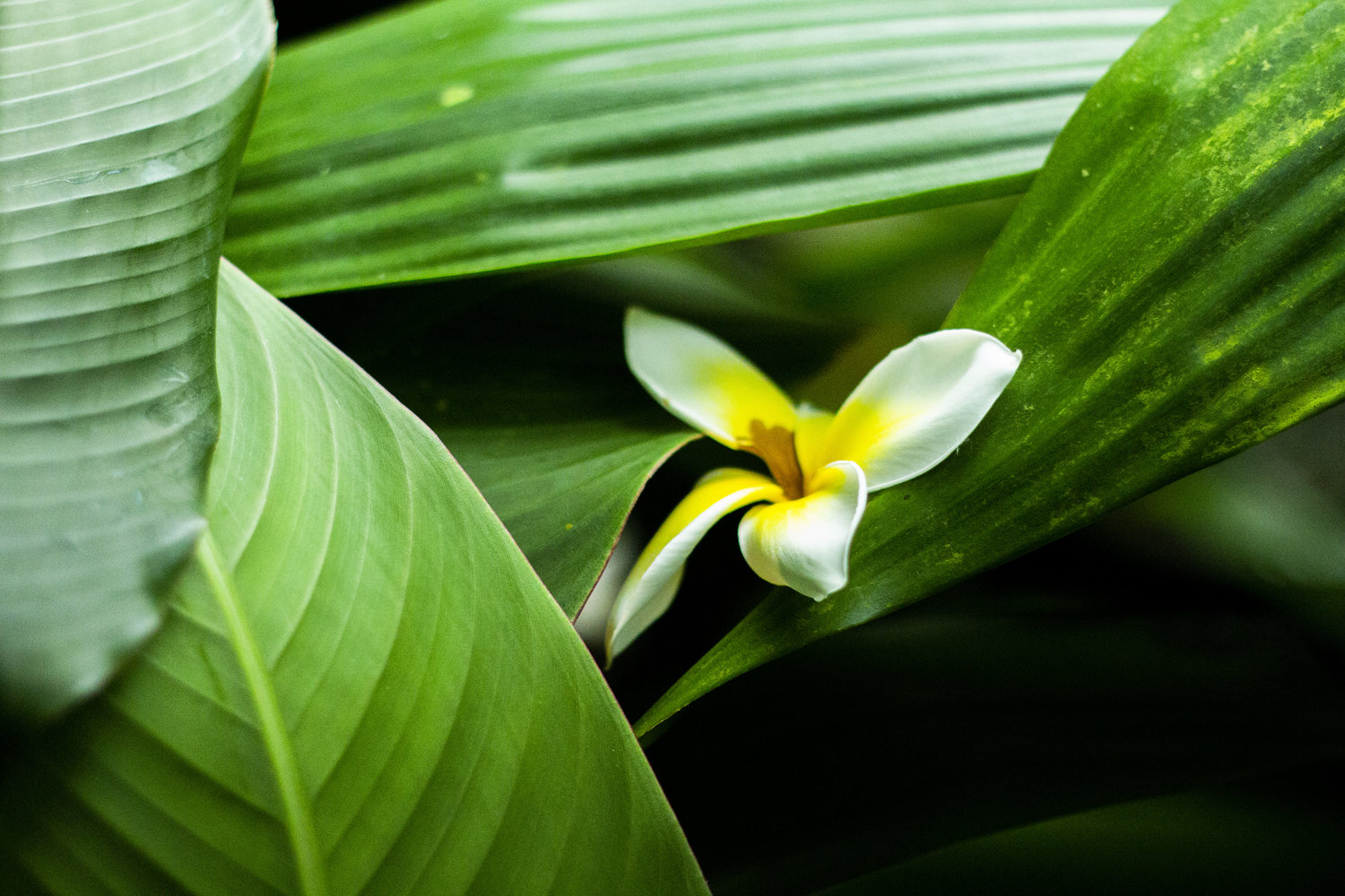 white and yellow flower among green leaves