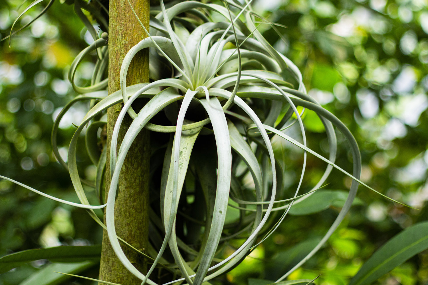 succulent plant in a tree