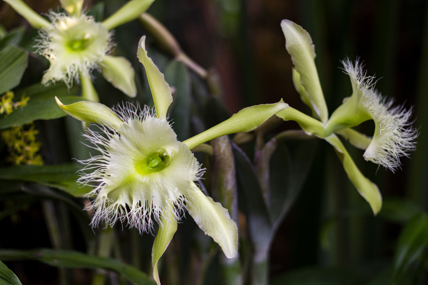 fuzzy white flowers