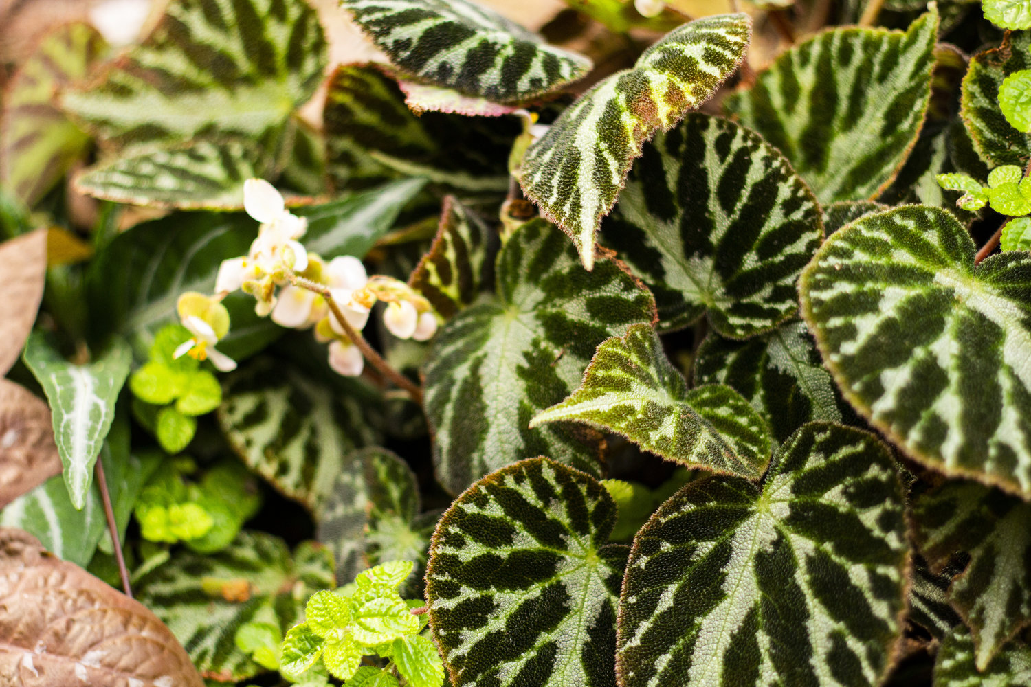 fuzzy green leaf with white stripes