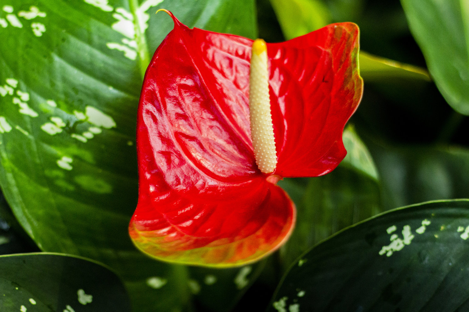 waxy red flower with pollen