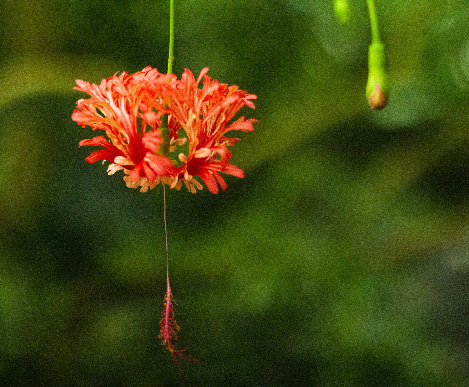 hanging red flower