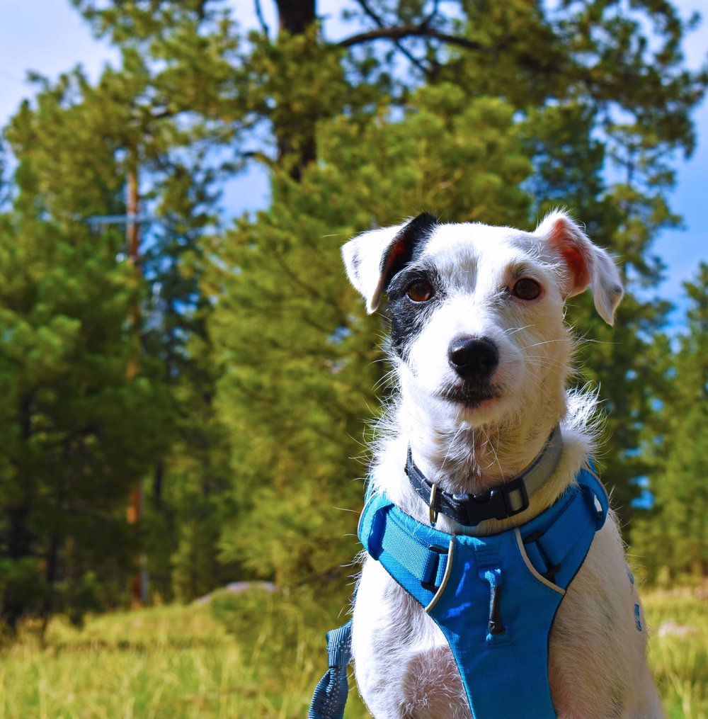 black and white dog