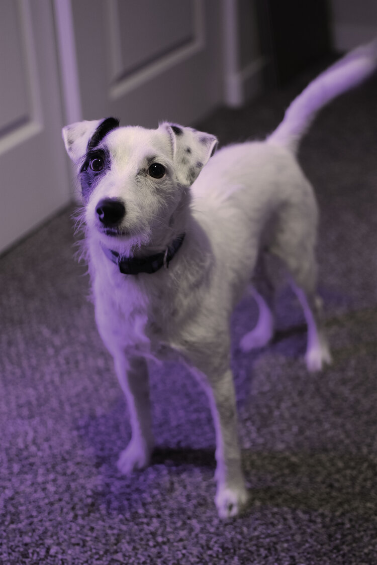 black and white dog lit by purple light