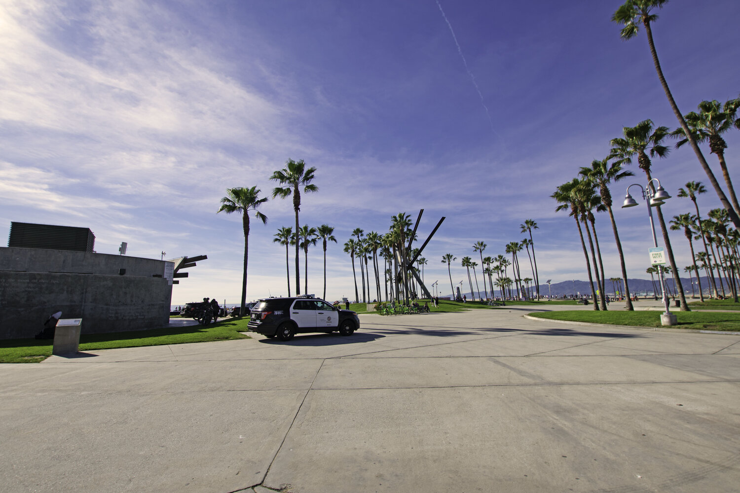 palm trees with grafiti