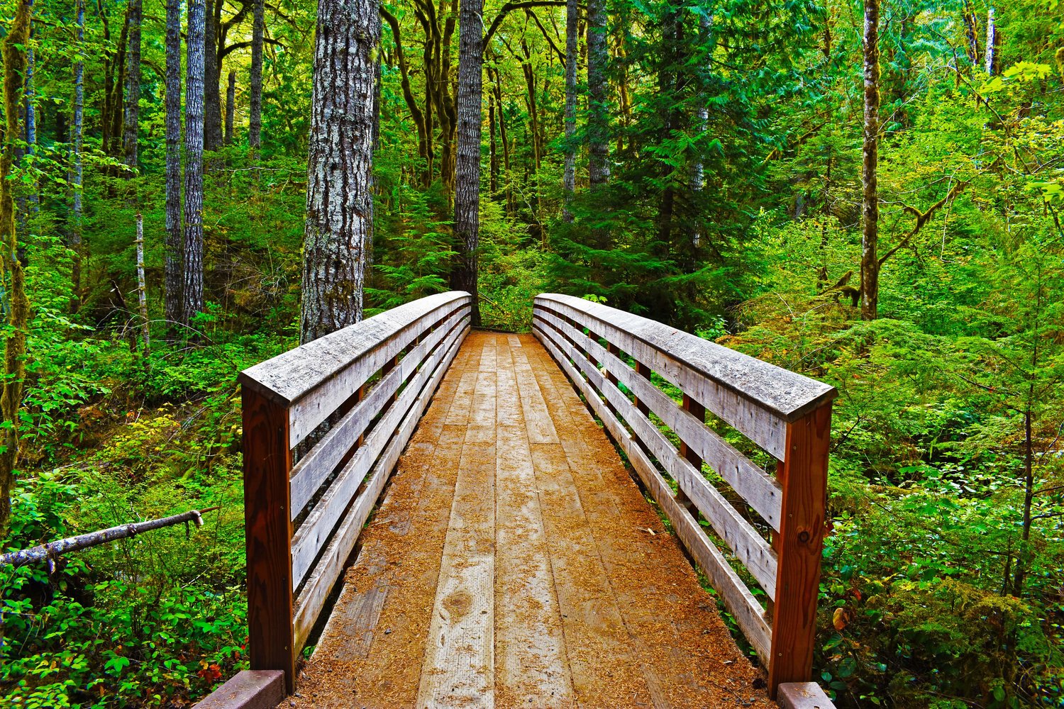 wooden bridge in the forest