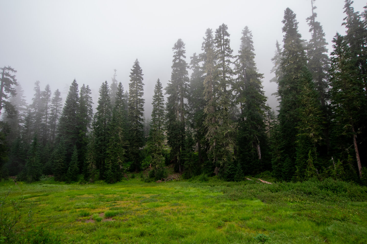 forest trees in the fog