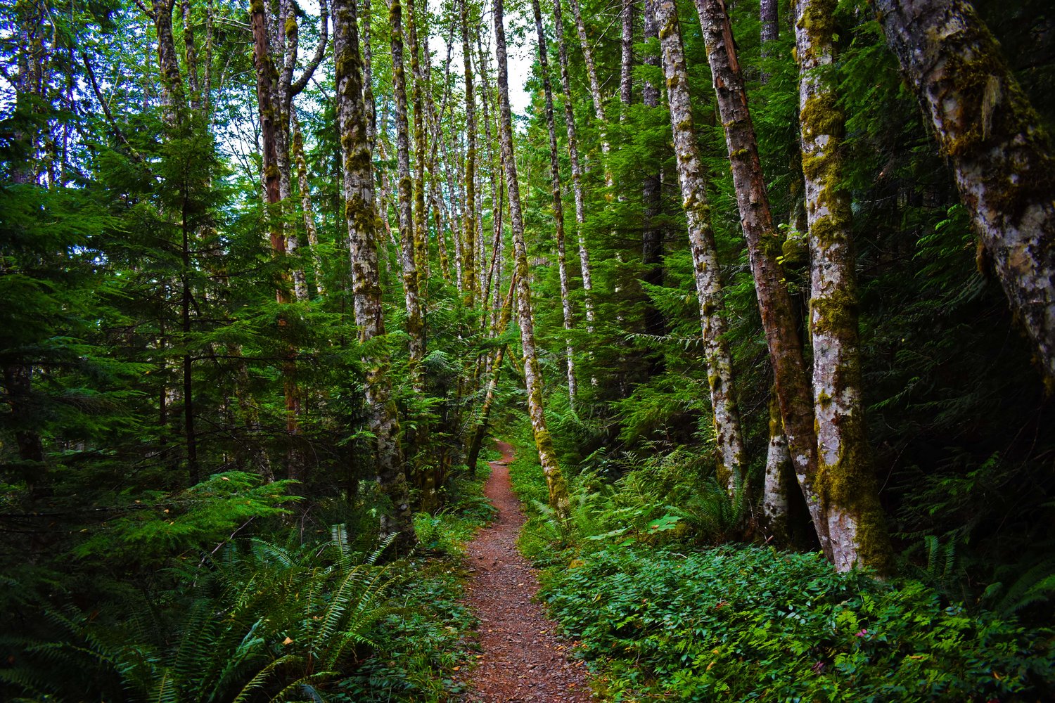 forest trails
