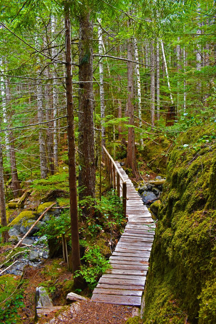 forest wooden bridge footpath