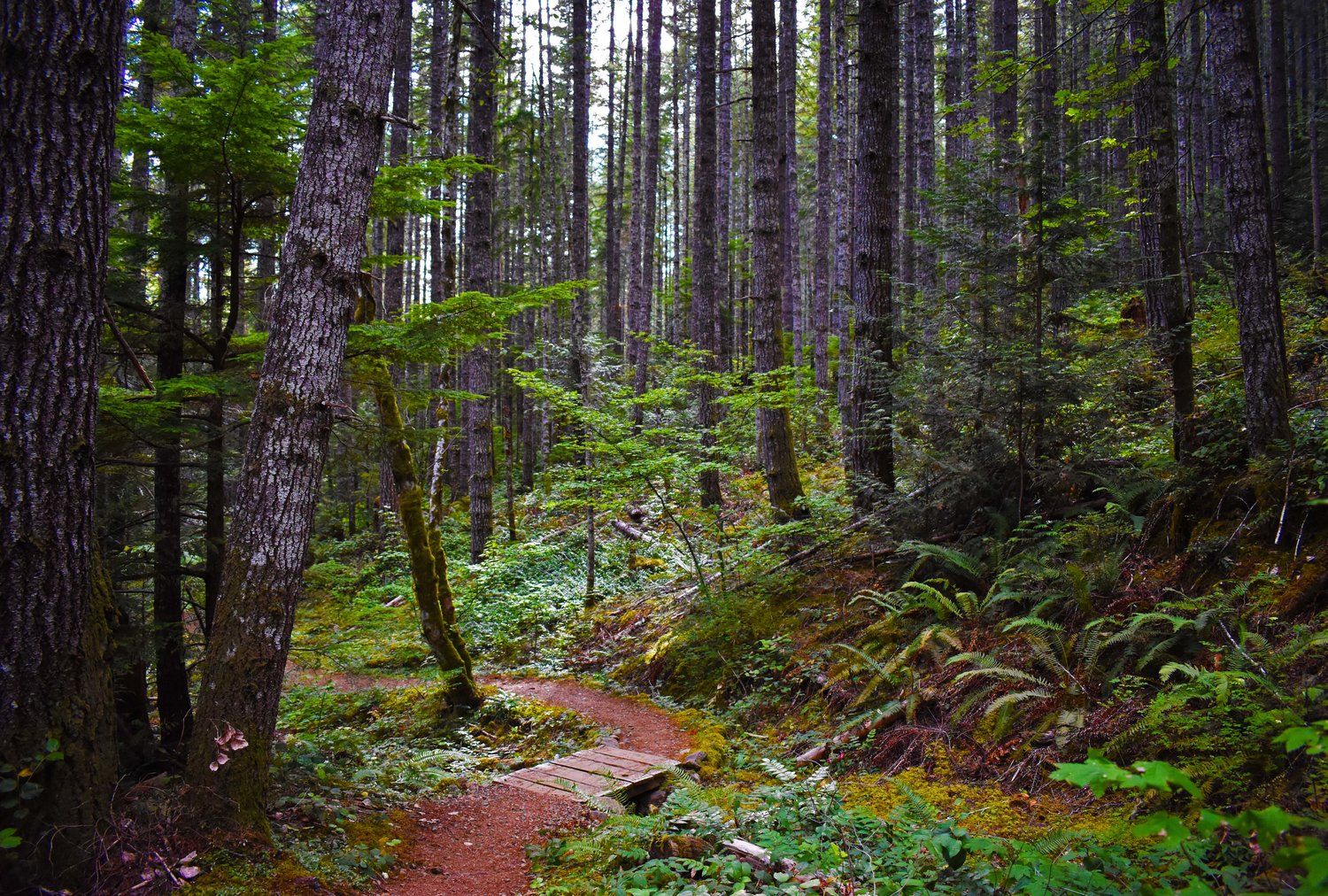 forest footpath